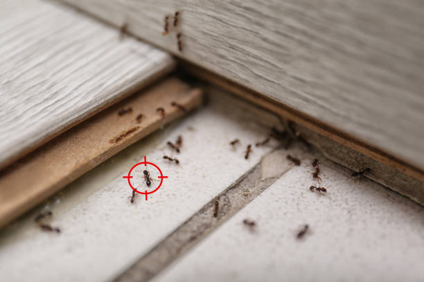 Best Cockroach Control Services  in Rothsville, PA