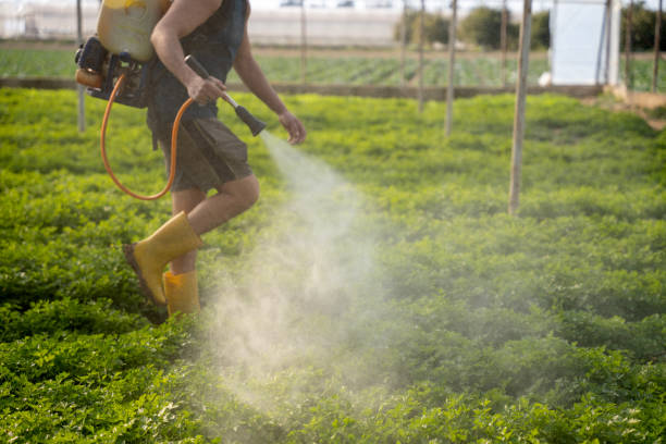 Best Wasp Removal Services  in Rothsville, PA