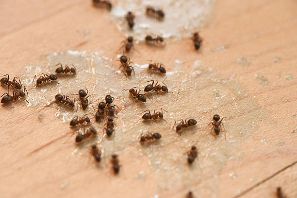 Best Flea Control Services  in Rothsville, PA