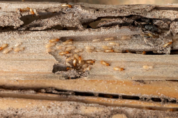 Flea Control Services in Rothsville, PA